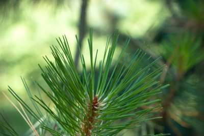 Pinus nigra - borovice černá - jehlice